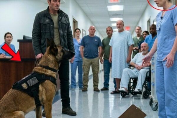 A Navy SEAL Spent Years Searching for Her—Then His Military K9 Sat at the Nurse’s Feet