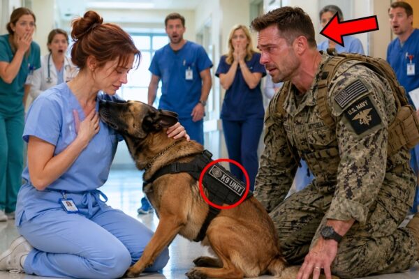 The SEAL Wanted to Sit Alone With His K9 But the Dog Dragged Him Toward One Nurse