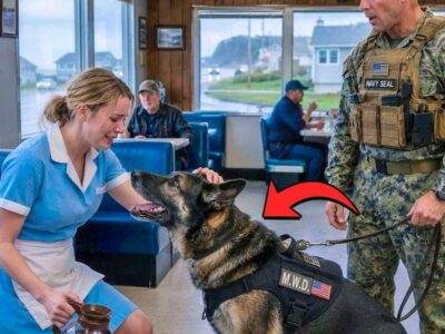 Navy Spent 10 Years Looking for Her — Until a K9 Sat at the Waitress’s Feet and Refused to Move