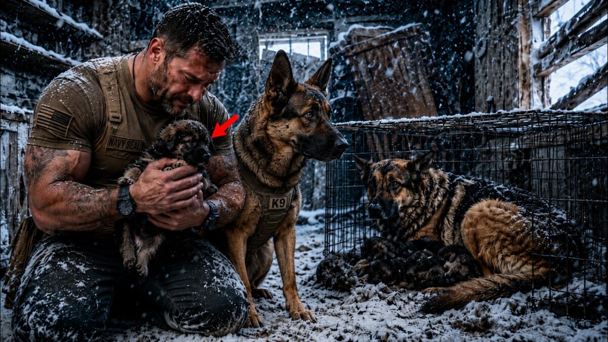 Dogs Were Caged to Die in a Storm—Then a Navy SEAL Found Them