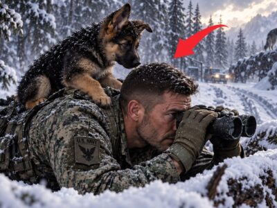 A German Shepherd Puppy Climbed Onto a Navy SEAL’s Back Then Led Him to a Dark Secret