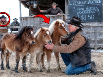 He Bought Three Tiny ‘Worthless’ Horse for 150 Cents — The Weakest One Held Behind the Secret…