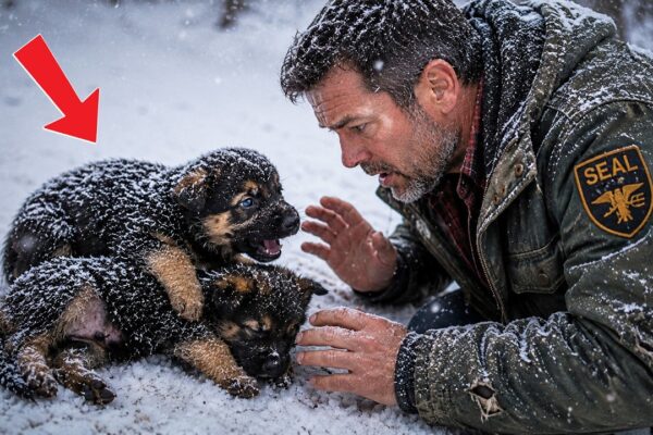 A Puppy Defended His Weak Sister in the Snow—What a Retired Navy SEAL Found Left Him Stunned