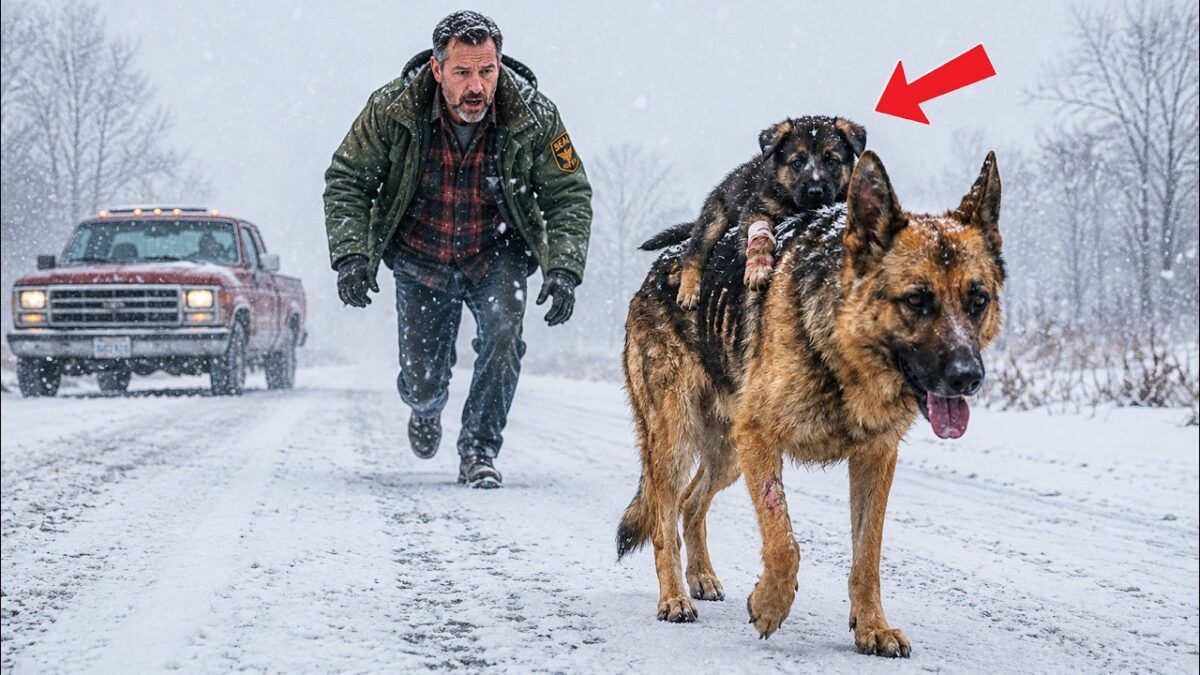 Navy SEAL Follows a Shepherd Mom Through a Blizzard — What She Leads Him To Changes Everything