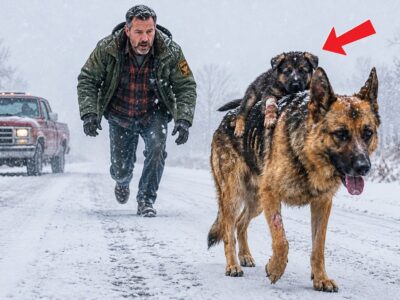 Navy SEAL Follows a Shepherd Mom Through a Blizzard — What She Leads Him To Changes Everything