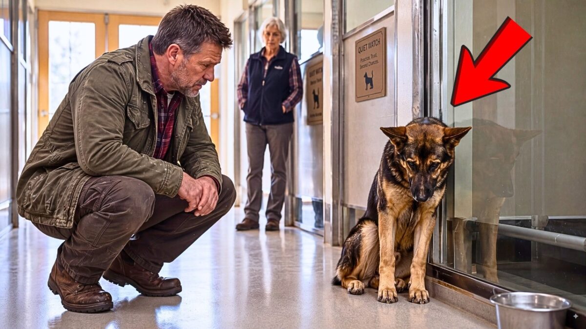 A Former Navy SEAL Came for a Beagle—But the Shelter Asked Him to Meet the Shepherd Who Lost His Man