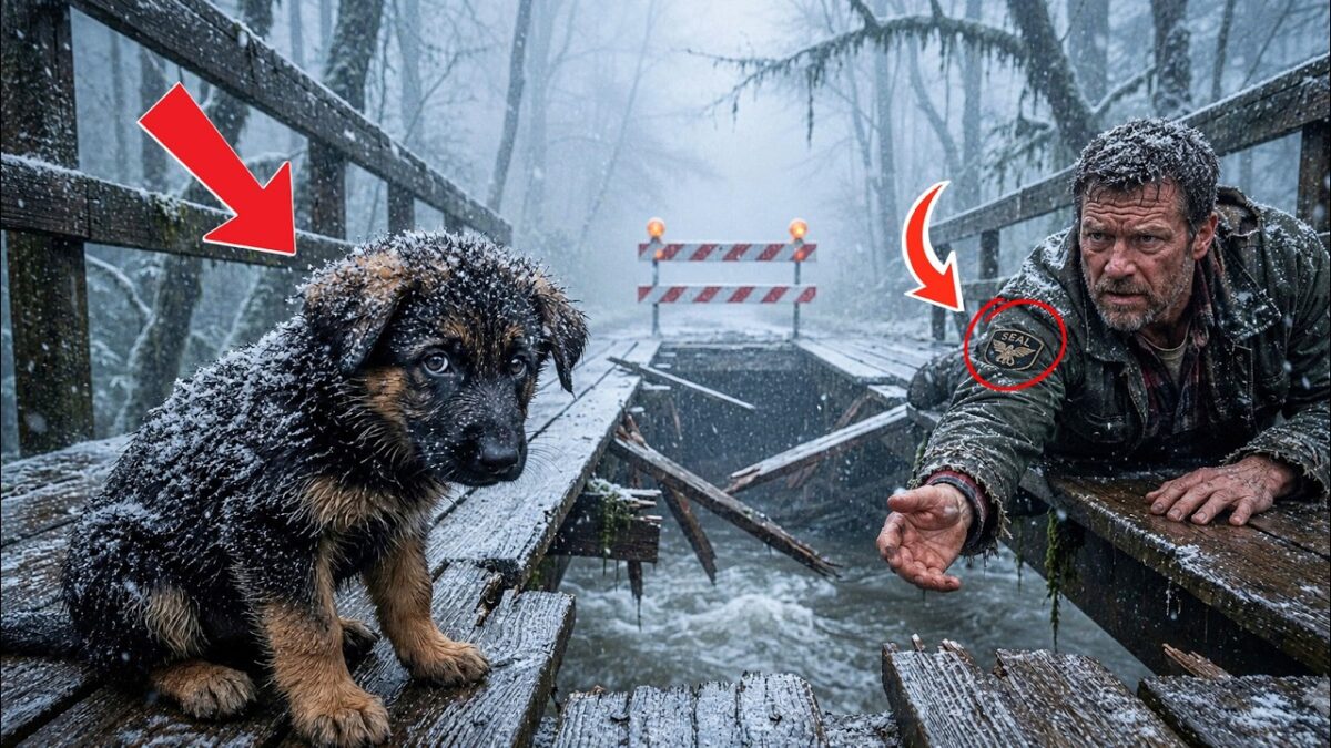 A German Shepherd Puppy Wouldn’t Leave a Trapped Navy SEAL—What Happened Next Brought Tears