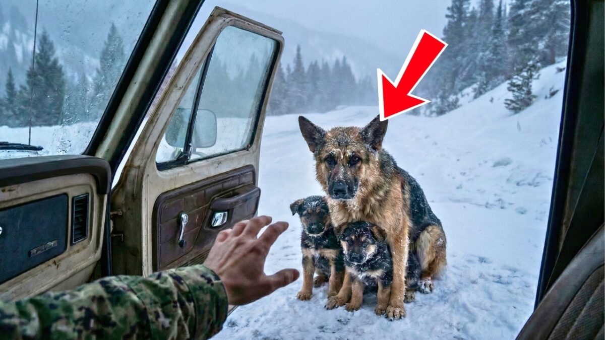 Navy SEAL Opens Truck Door for FREEZING Dog Family—What Happens Next Melts Hearts