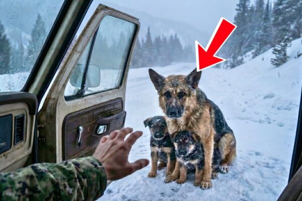 Navy SEAL Opens Truck Door for FREEZING Dog Family—What Happens Next Melts Hearts