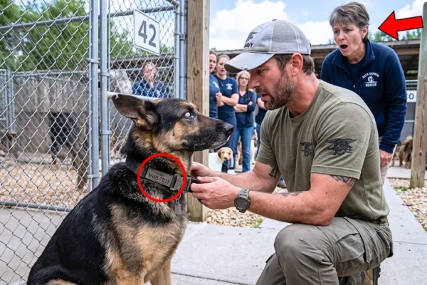 The Shelter Said the Old K9 Was Too Broken to Save—Then a Navy SEAL Noticed His Collar