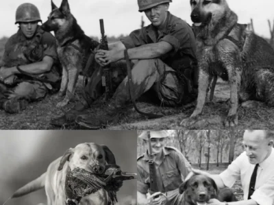 The Vietnam War Unit That Hunted The VC With Dogs (You’ve Never Heard Of Them) JJ