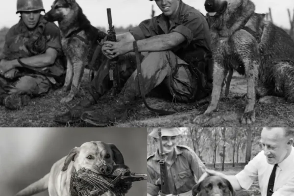 The Vietnam War Unit That Hunted The VC With Dogs (You’ve Never Heard Of Them) JJ