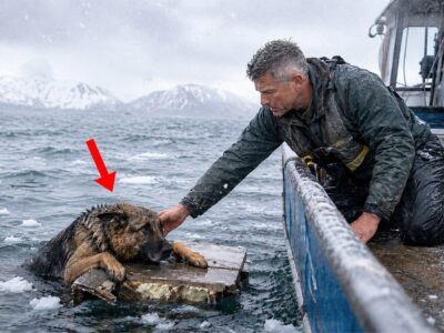 German Shepherd Clung to Driftwood—Then She Changed a Lonely Navy SEAL’s Home
